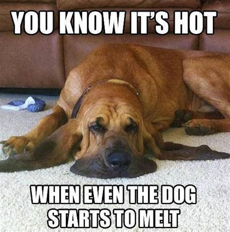 dog summer meme|funny dog pictures memes.